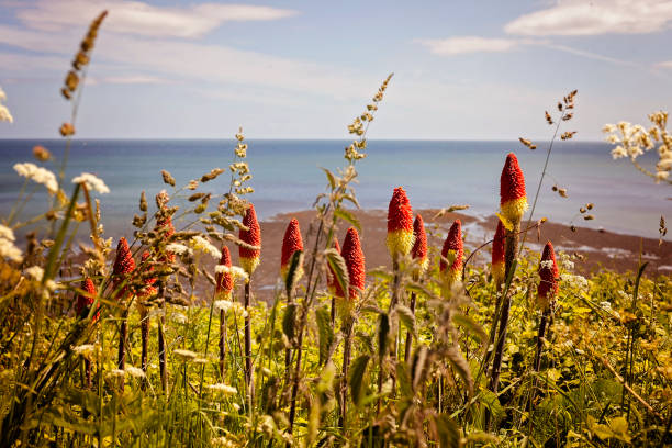 istock Red hot poker plant 1404779168
