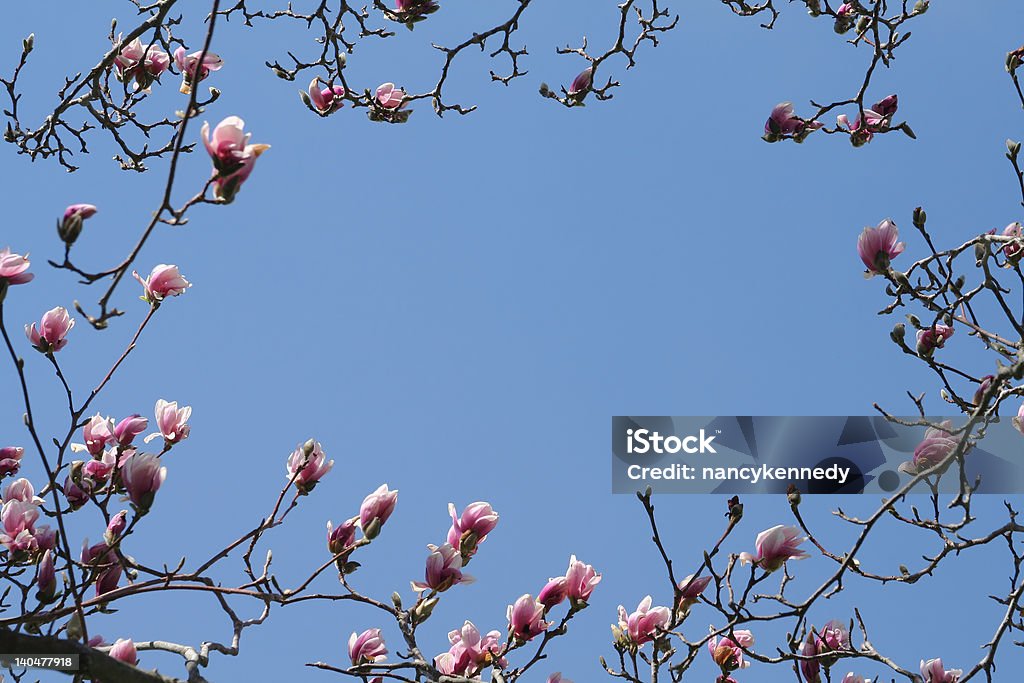 Magnolia bastidor - Foto de stock de Belleza libre de derechos