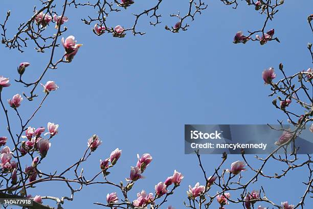 Magnolia Bastidor Foto de stock y más banco de imágenes de Belleza - Belleza, Belleza de la naturaleza, Cielo