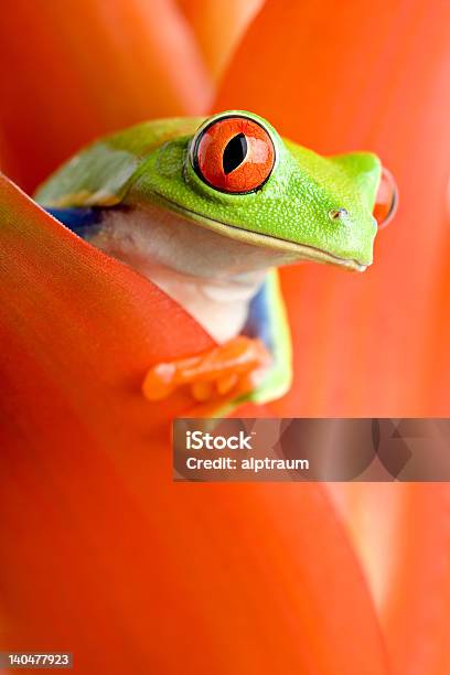 Frog In A Plant Stock Photo - Download Image Now - Amphibian, Animal, Animal Wildlife