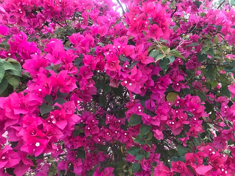 Closed up nature scene beautiful red flowers, Bougainvillea, low angle view, front shot, in the morning in rainy season under the clear sky, in tropical forest, natural flowers used as a wallpaper or background.