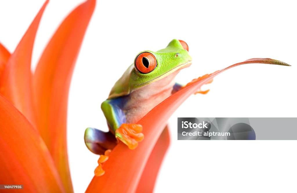 Sapo em uma planta - Royalty-free Agarrar Foto de stock