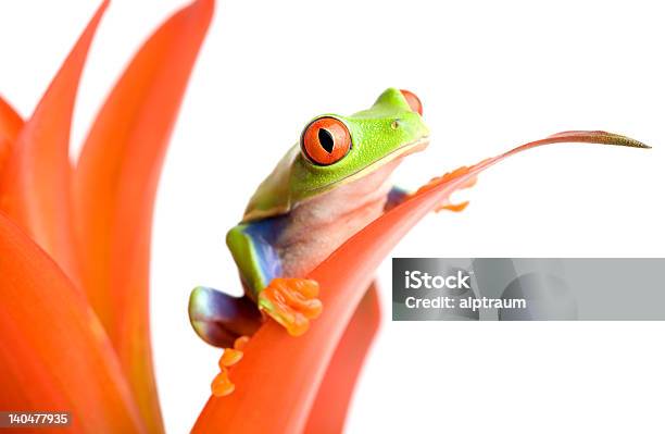 Sapo Em Uma Planta - Fotografias de stock e mais imagens de Agarrar - Agarrar, Anfíbio, Animal