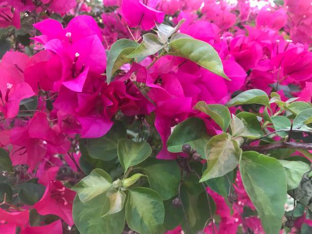 istock Flowers : beautiful red flowers Bougainvillea 1404779758