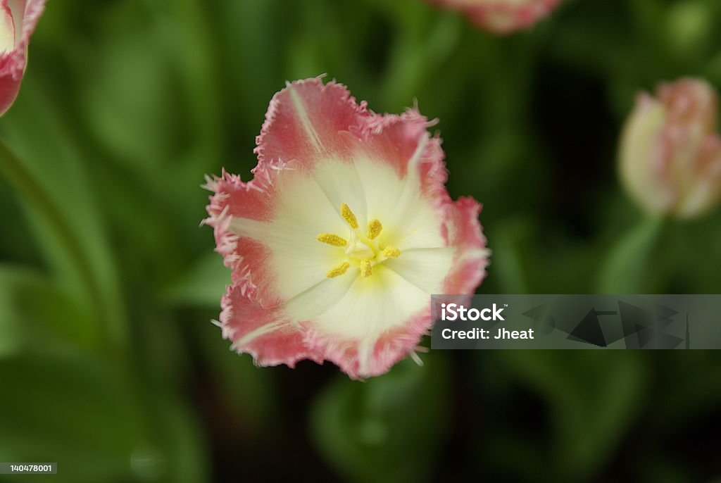 Fancy Tulipano - Foto stock royalty-free di Colore verde