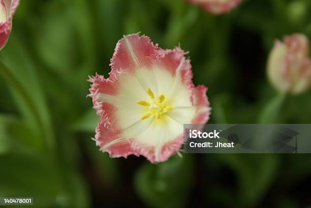 Fancy Tulipano - Fotografie stock e altre immagini di Colore verde - Colore verde, Composizione orizzontale, Fiore