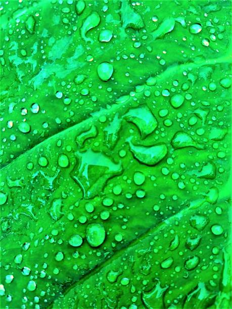 istock Rainwater on taro leaves 1404780674