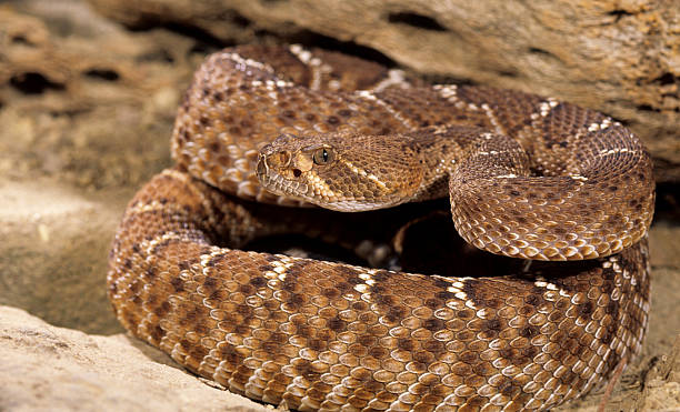 istock Snake-Red diamond rattlesnake(crotalus ruber) 140478102