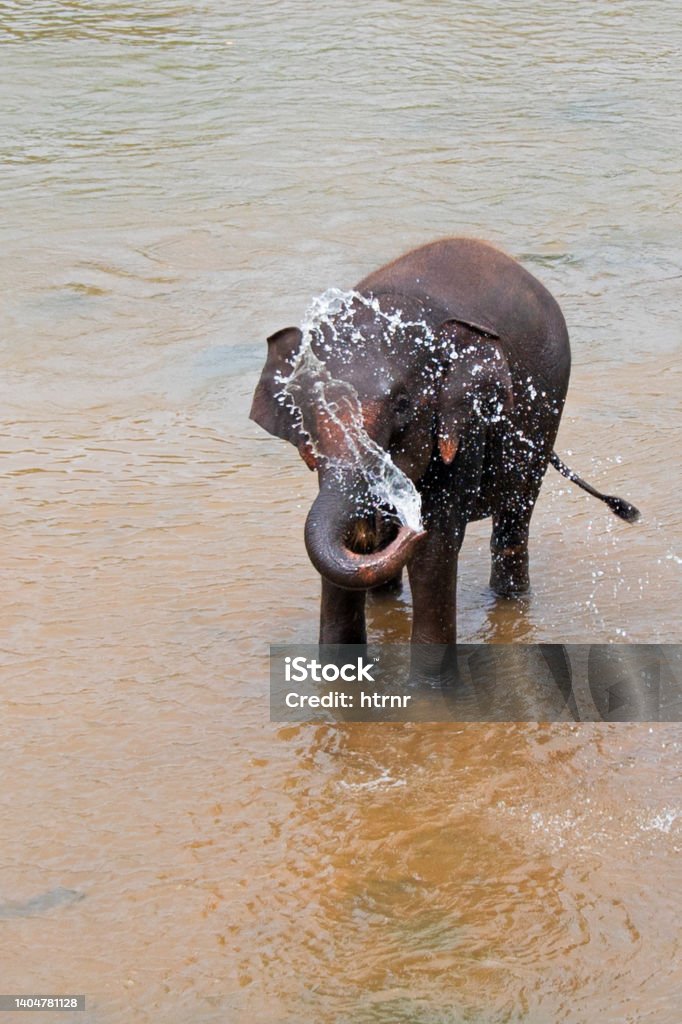 Indian elephant spraying water while in river in Pinnawalla Sri Lanka Sumatran Elephant Stock Photo