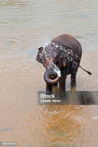 Indian Elephant Spraying Water While In River In Pinnawalla Sri Lanka Stock Photo - Download Image Now