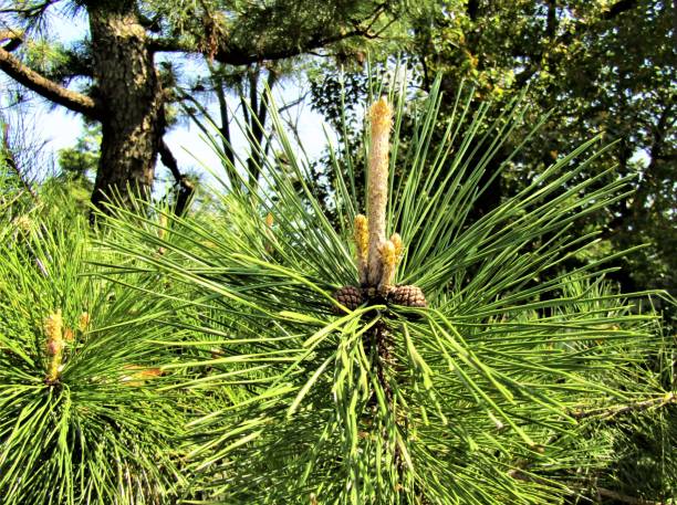 Japan. April. Pine tree blossom. Close-up.