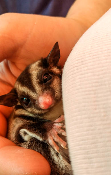 istock Tiny baby sugar glider in woman's hand 1404782234