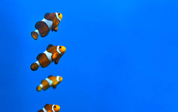 istock Clown fish in aquarium on blue background 1404782329