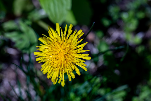 Collection of Dandelion flowers