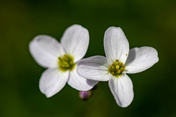 istock Cardamine pratensis in meadow, close up 1404785124