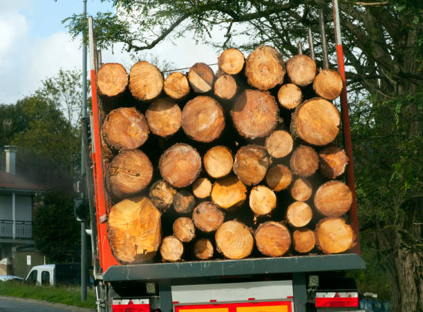 istock Truck loaded with logs on the road. 1404785137