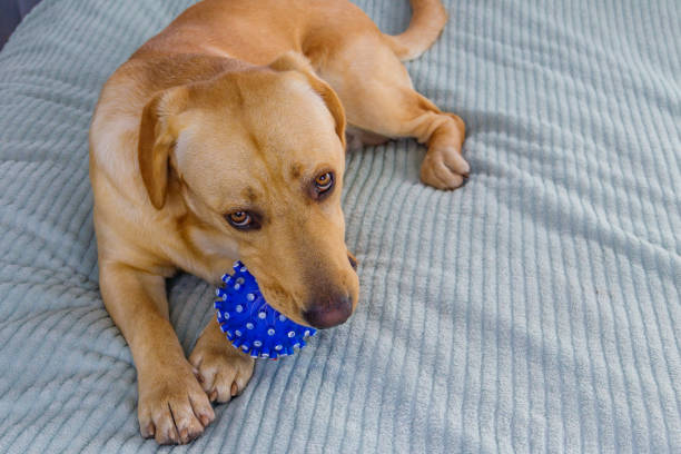 Labrador retriever dog playing with ball toy stock photo