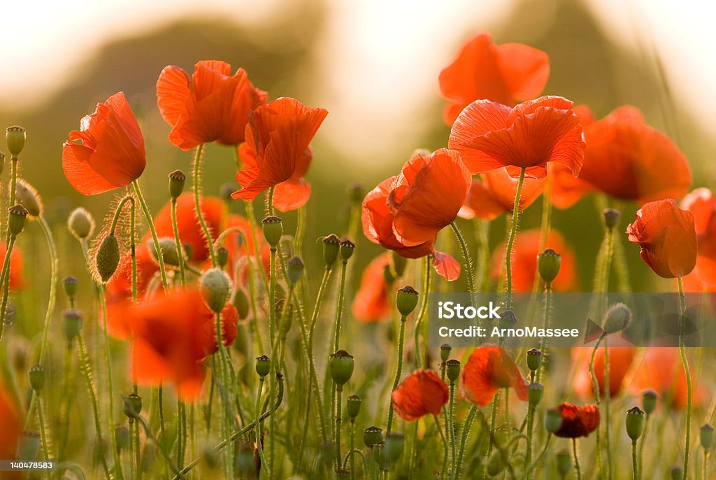 Красный poppies С - 2 - Стоковые фото Без людей роялти-фри