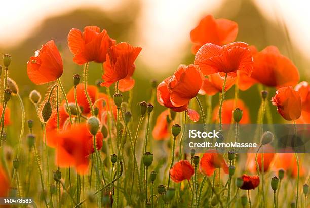 Красный Poppies С 2 — стоковые фотографии и другие картинки Без людей - Без людей, Весна, Время года