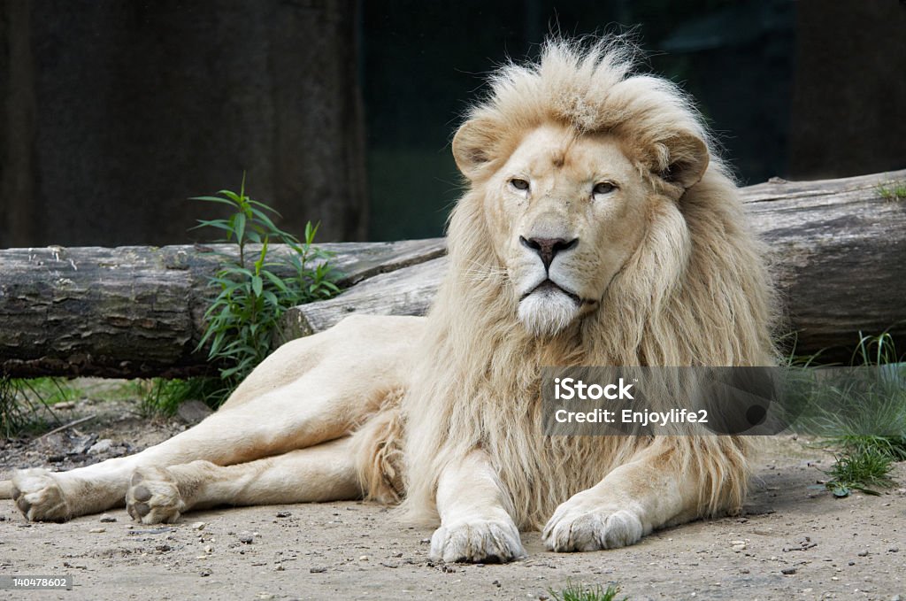 León macho - Foto de stock de Aire libre libre de derechos