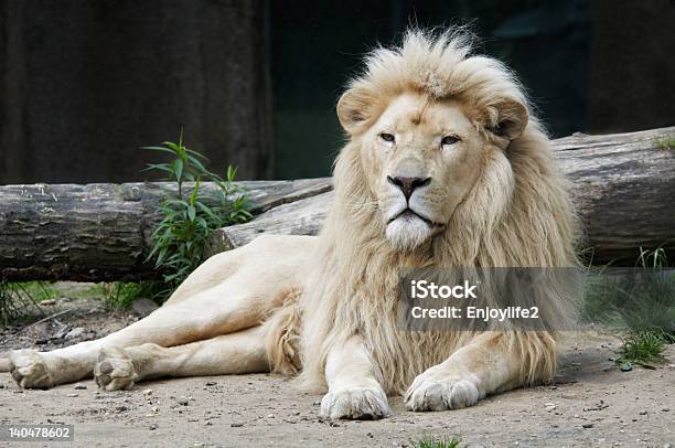 雄ライオン - アフリカのストックフォトや画像を多数ご用意 - アフリカ, クローズアップ, サファリ動物