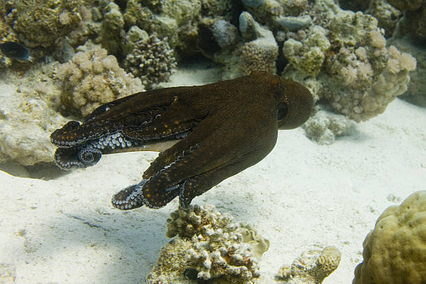 swimming octopus stock photo