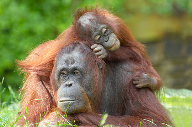 mutter orang-utan mit ihrem baby - orangutan ape endangered species zoo stock-fotos und bilder