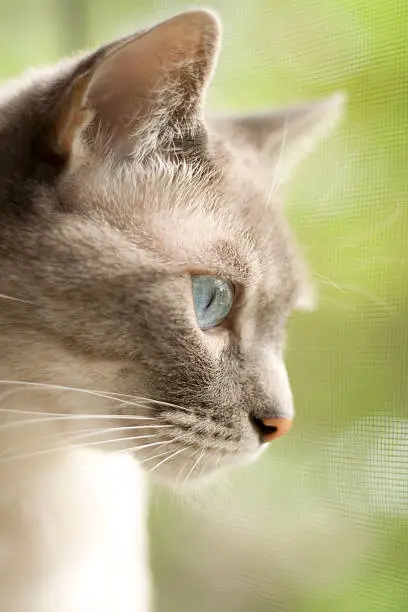 Side view of a Siamese cat looking out a window