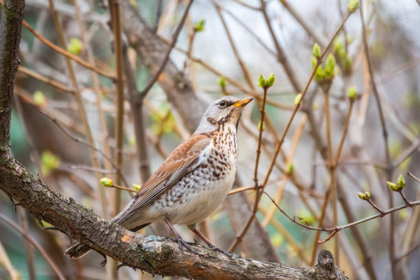 istock Fieldbird sits on a branch in spring with a blurred background. 1404786467