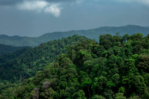 istock View of forest at the mountains 1404787177
