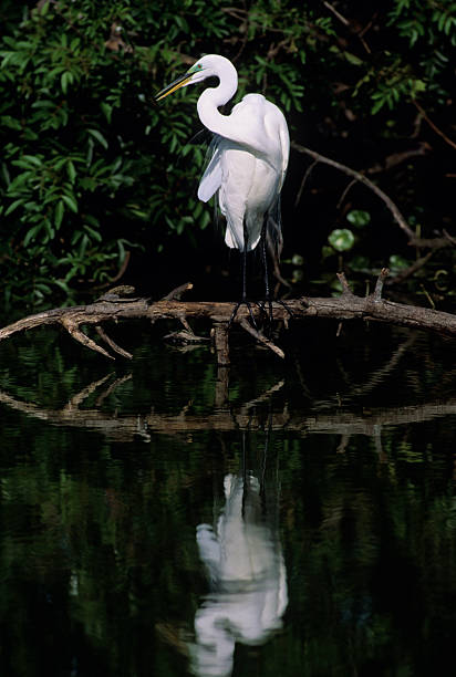 istock Bird-Great egret in breeding plumage 140478730