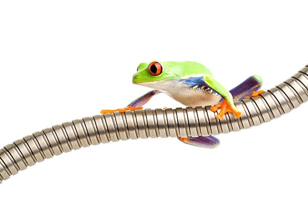 istock red-eyed tree frog on tubing isolated 140478733