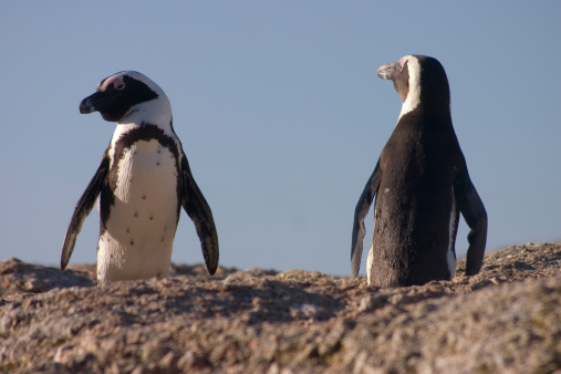 Penguins at Boulders Bay in South Africa