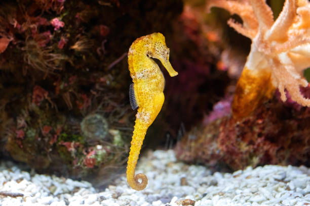 Slender seahorse in the rocky aquarium (Hippocampus reidi) Slender seahorse in the rocky aquarium (Hippocampus reidi). Front View longsnout seahorse hippocampus reidi stock pictures, royalty-free photos & images
