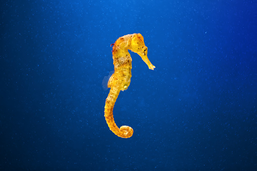 Slim seahorse in the aquarium with blue background (Hippocampus reidi). Front View
