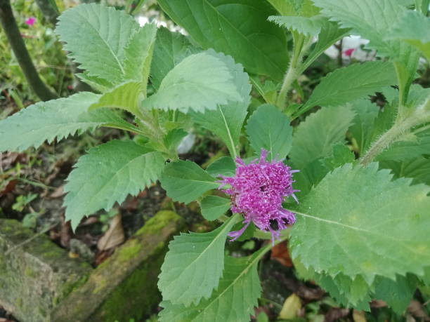 istock Purple Centratherum single flowers with shade leaves. 1404790304