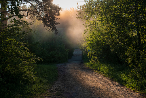morning dirt road through the summer forest covered in fog and sun rays, beautiful summer landscape