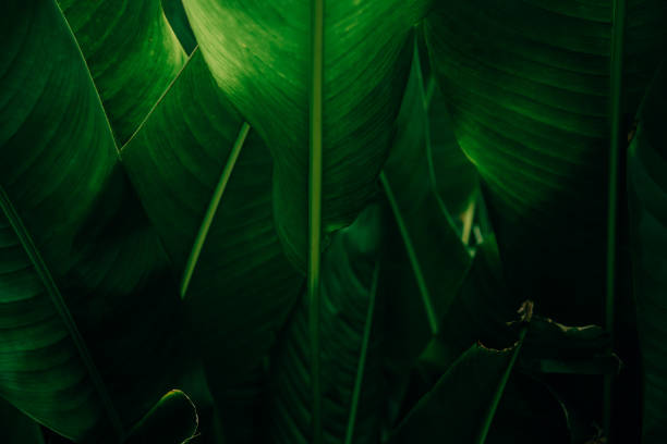 istock Background texture of dark green big leaf in nature 1404792642