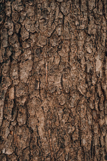 istock embossed texture background of brown bark 1404792759