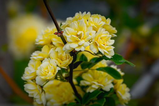 blooming cassia surattensis flowers in spring