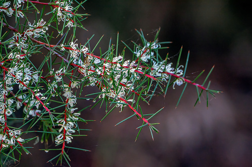 Spiky Australian native plant with tiny white curly flowers.