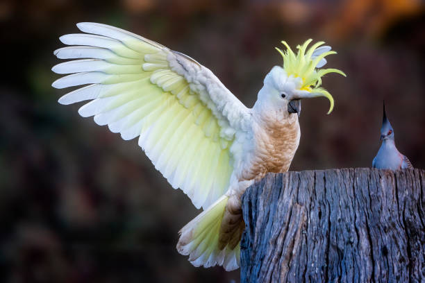 istock Sulphur Crested Cockatoo (Cacatua galerita) 1404798079