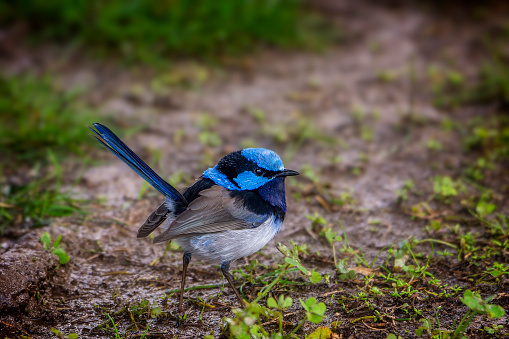 An adult male superb fairywren (Malurus cyaneus) perched in a shrub in the Yarra Bend Park, Victoria, Australia.