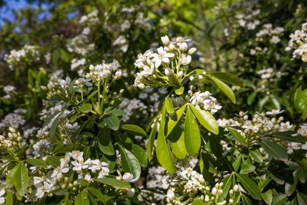 istock Mexican orange blossom in spring 1404799544
