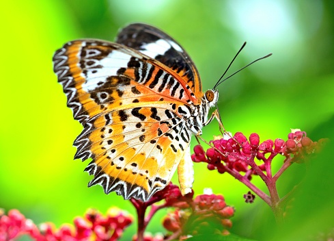 Butterfly drinking juice from red flower - animal behavior.