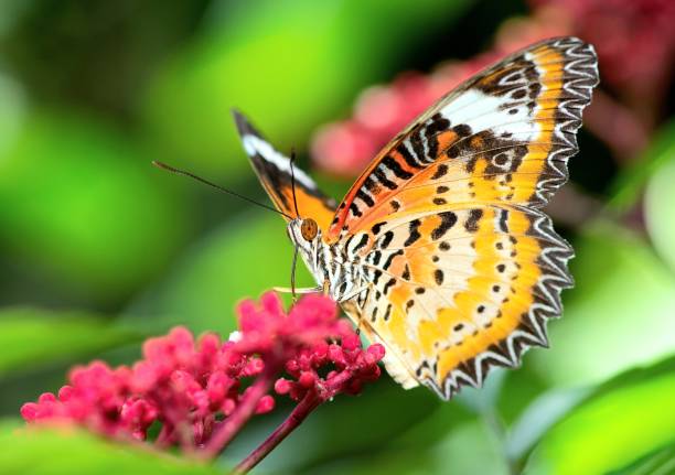 istock Butterfly drinking juice from red flower - animal behavior. 1404800604