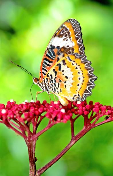 istock Butterfly drinking juice from red flower - animal behavior. 1404800617
