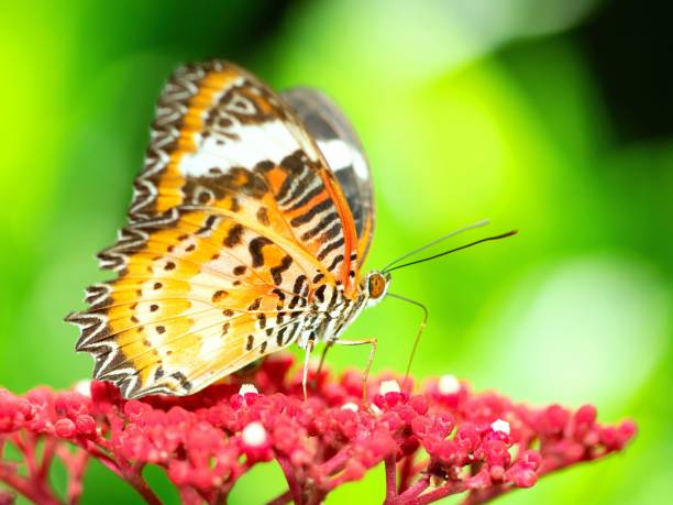 istock Butterfly drinking juice from red flower - animal behavior. 1404800620