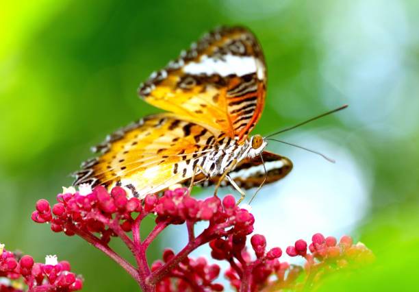 istock Butterfly drinking juice from red flower - animal behavior. 1404800640