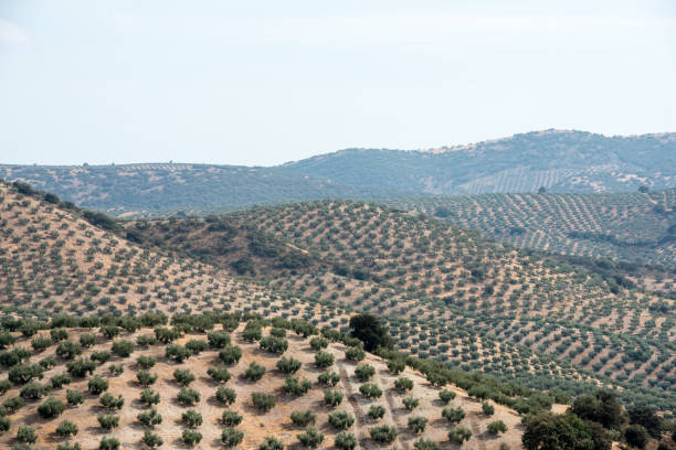 istock Andalusia - Olive plantations 1404801888